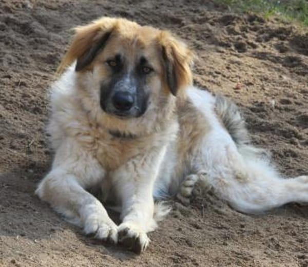 Linus, Pflegestelle in Hessen