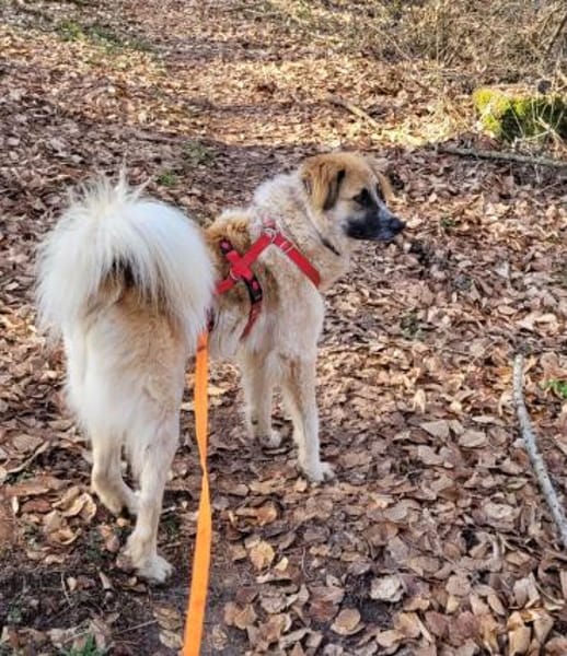 Linus, Pflegestelle in Hessen