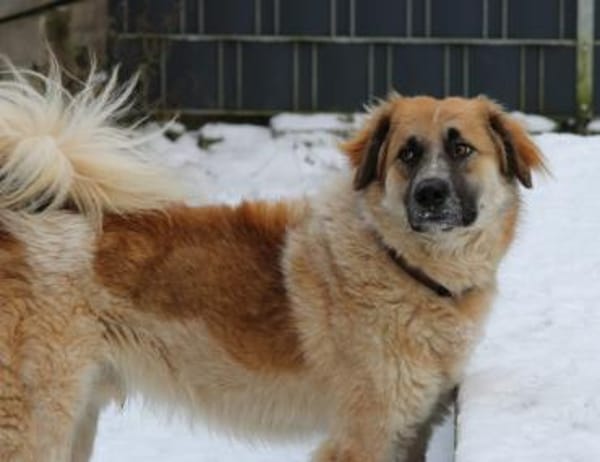 Linus, Pflegestelle in Hessen