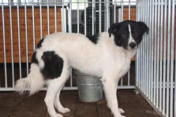 Mohit - freundlicher Familienhund