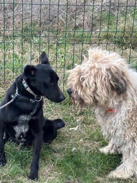 Rico ab dem 22.03 in Deutschland