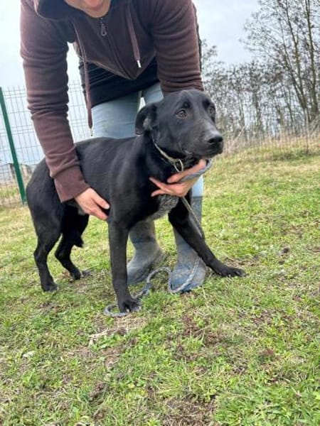 Rico ab dem 22.03 in Deutschland