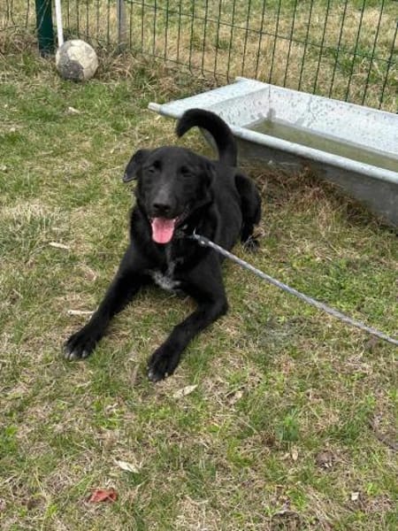 Rico ab dem 22.03 in Deutschland