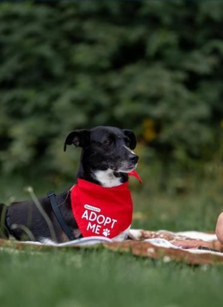 Kira, lebensfrohe Hündin