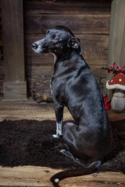 Kira, lebensfrohe Hündin