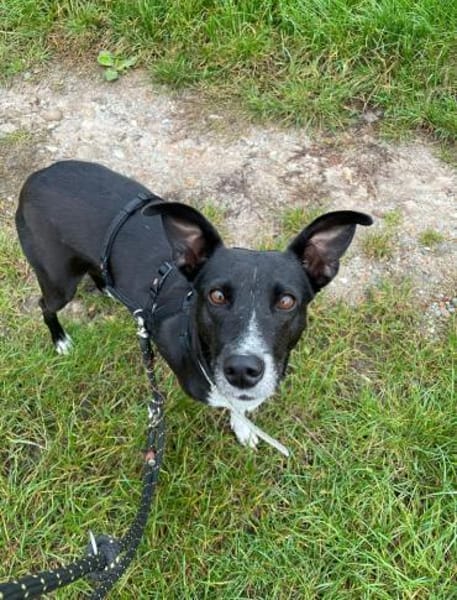 Kira, lebensfrohe Hündin