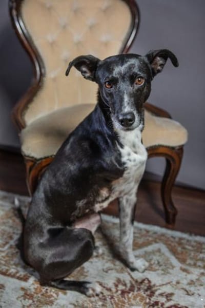 Kira, lebensfrohe Hündin