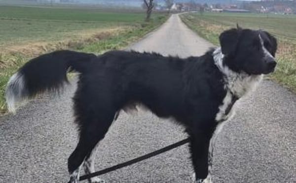 Picolino sucht aktive Menschen