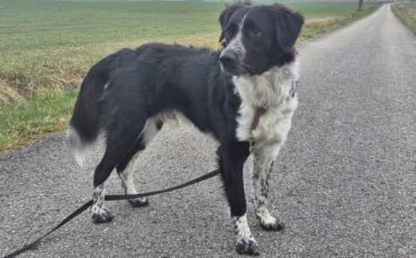 Picolino sucht aktive Menschen