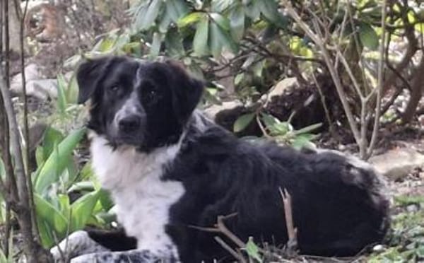 Picolino sucht aktive Menschen