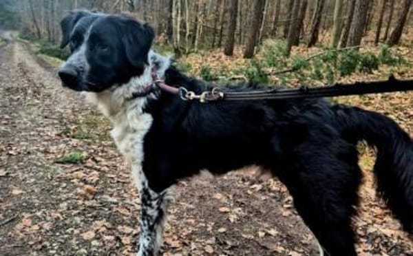 Picolino sucht aktive Menschen