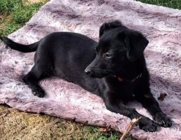 FEBY -sucht ein ruhiges Zuhause-