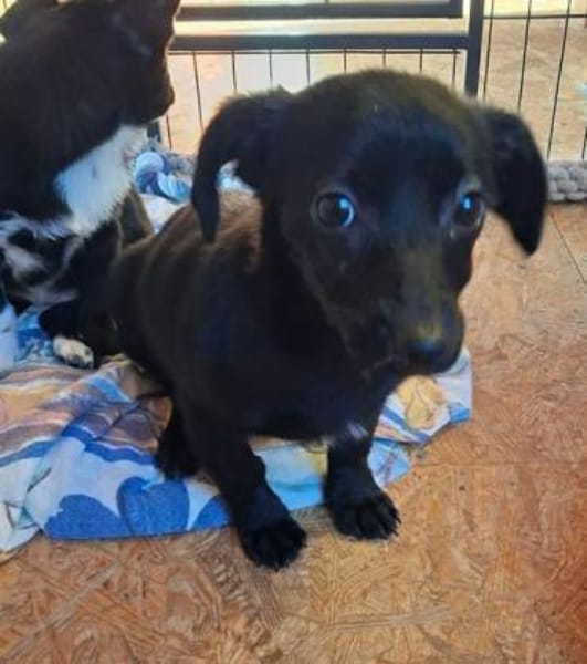 FEBY -sucht ein ruhiges Zuhause-