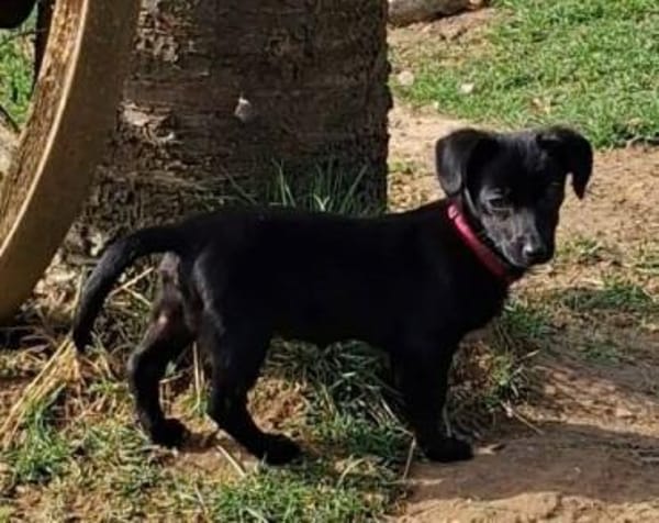 FEBY -sucht ein ruhiges Zuhause-