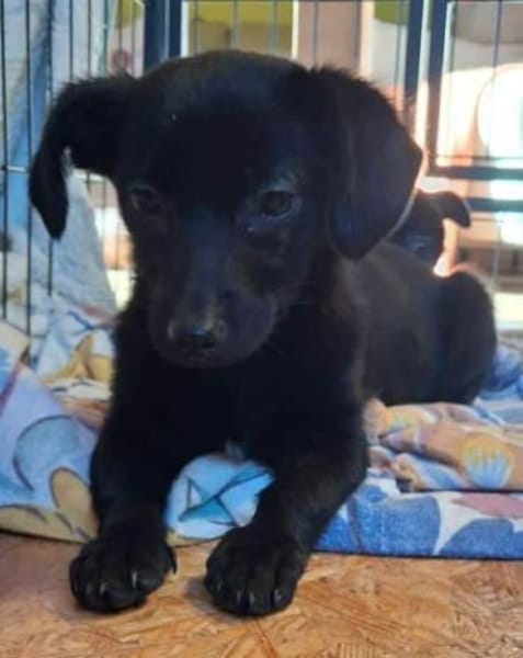 FEBY -sucht ein ruhiges Zuhause-