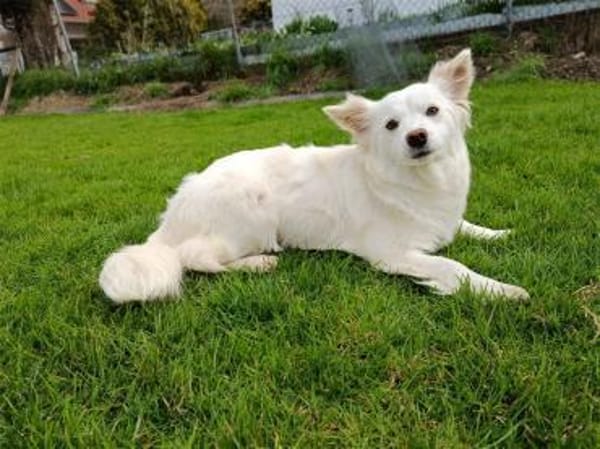 Katniss - wartet in 89257 Illertissen