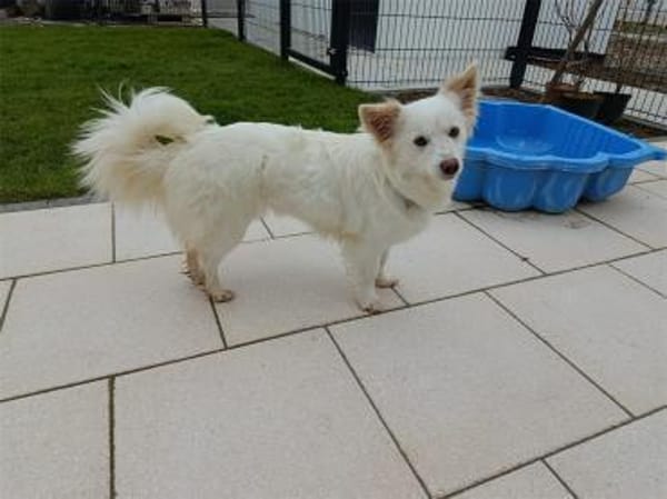 Katniss - wartet in 89257 Illertissen