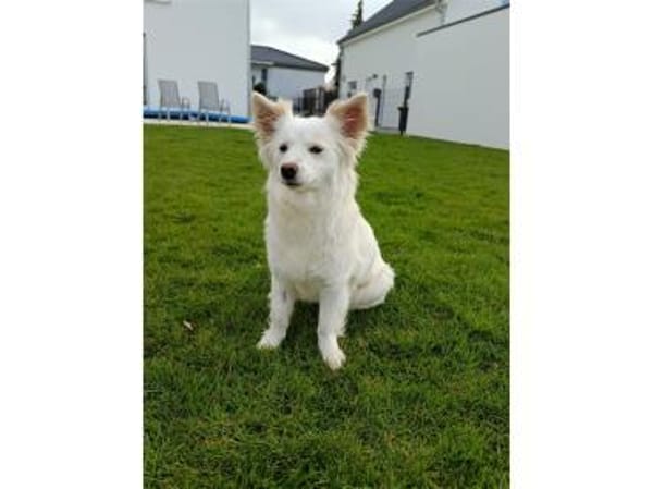 Katniss - wartet in 89257 Illertissen