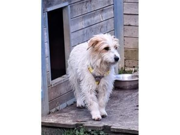 Rubi - wartet in 61250 Usingen