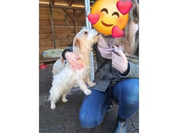 Rubi - wartet in 61250 Usingen