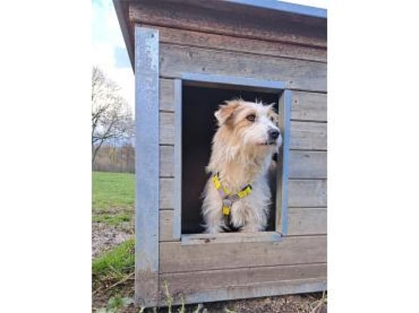 Rubi - wartet in 61250 Usingen