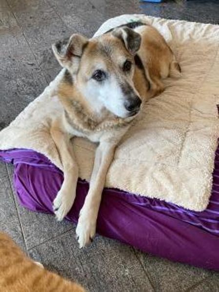 3-Bein sucht nach Amtfreigabe