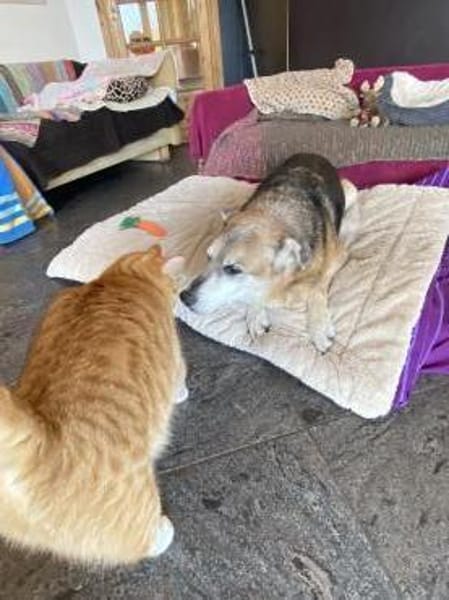 3-Bein sucht nach Amtfreigabe