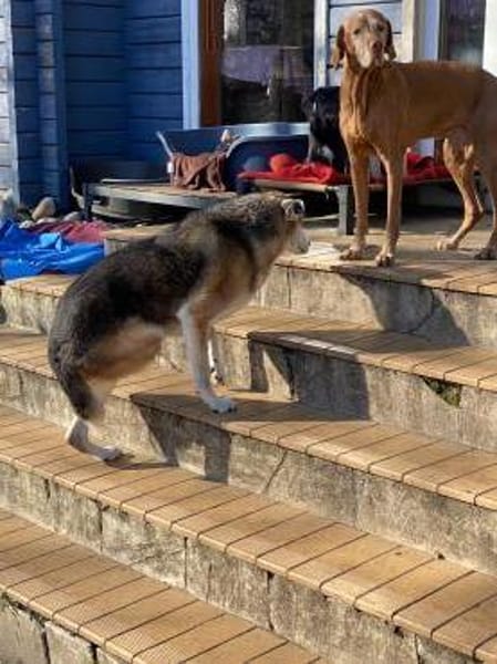 3-Bein sucht nach Amtfreigabe