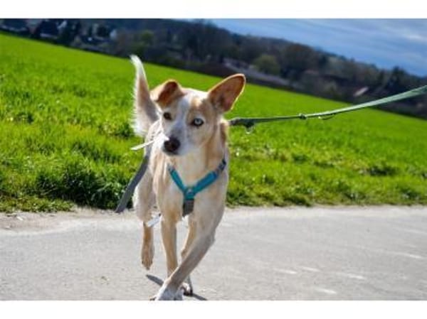 Soma - wartet in 32791 Lage