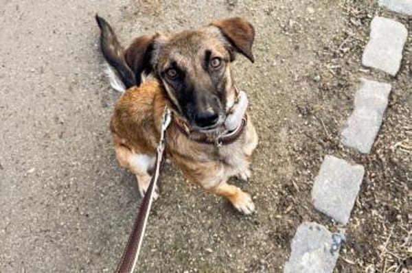 Carolina - wartet in 41539 Dormagen