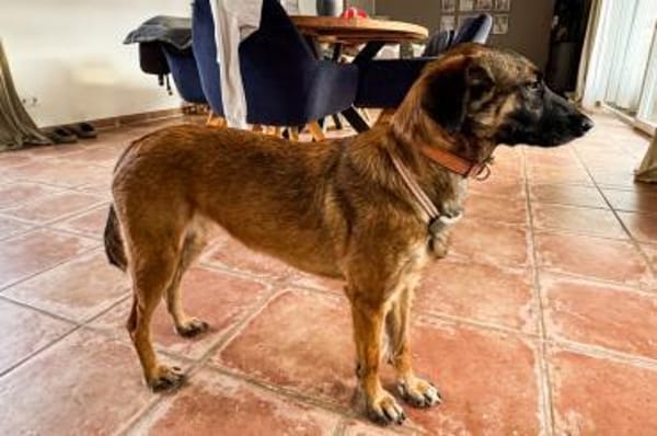 Carolina - wartet in 41539 Dormagen