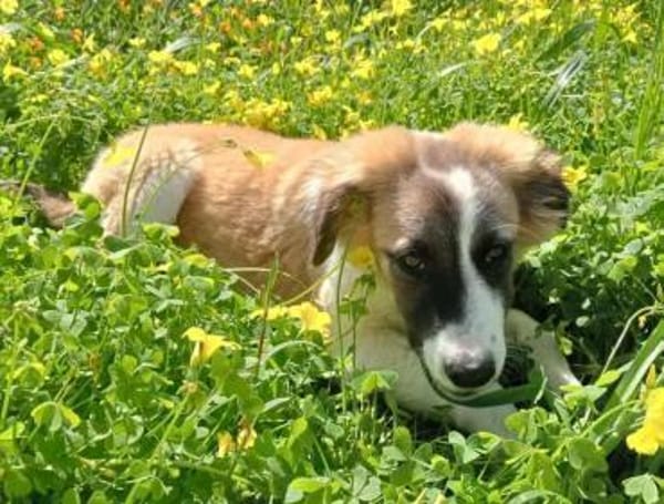 Giorgia in der Tierherberge Donzdorf