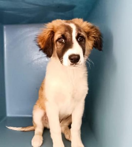 Giorgia in der Tierherberge Donzdorf