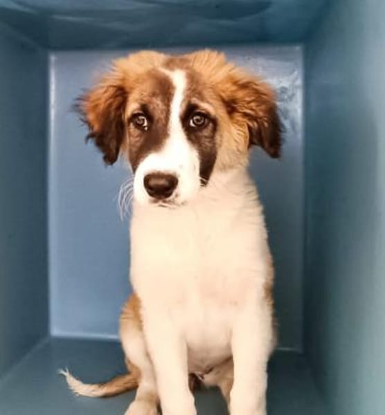 Giorgia in der Tierherberge Donzdorf