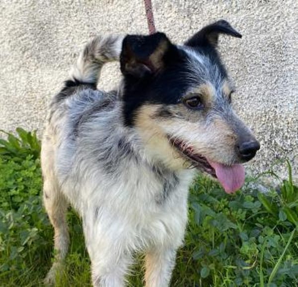 Pongo in der Tieherberge Donzdorf