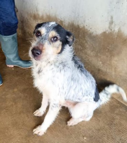 Pongo in der Tieherberge Donzdorf