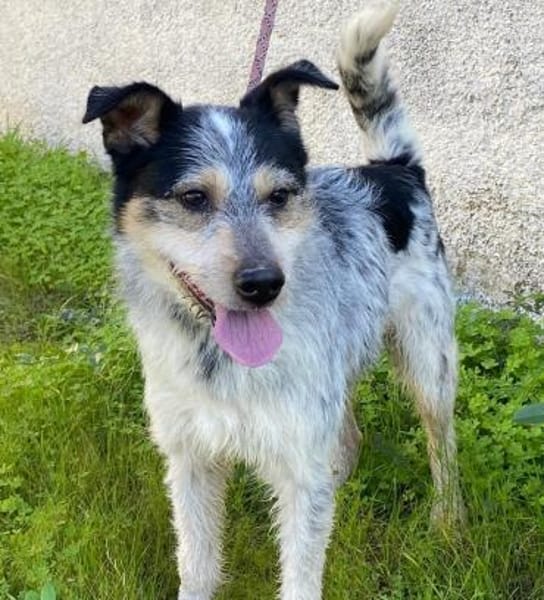 Pongo in der Tieherberge Donzdorf