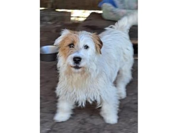 Peeta - wartet in 61250 Usingen