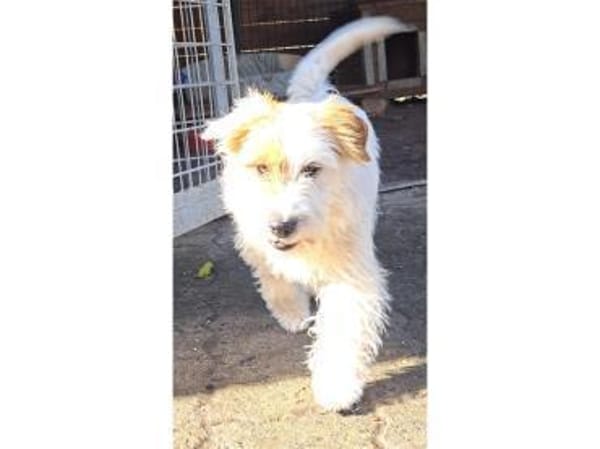 Peeta - wartet in 61250 Usingen