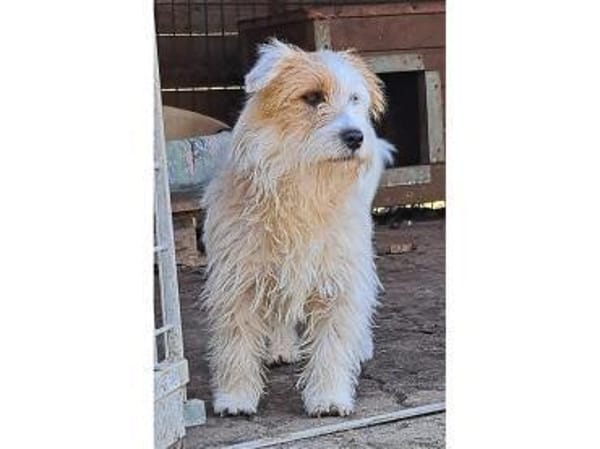 Peeta - wartet in 61250 Usingen