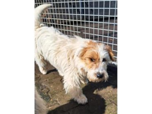 Peeta - wartet in 61250 Usingen