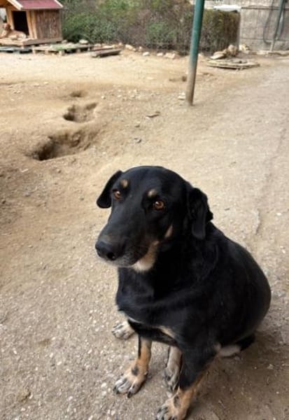 Emil-Neo verdient eine zweite Chance