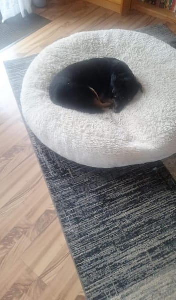 Emil-Neo verdient eine zweite Chance