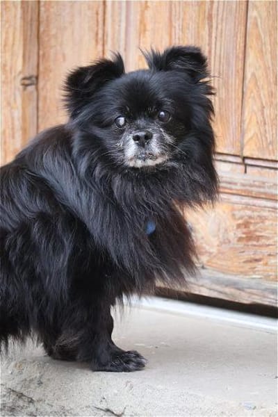 ***BIENE und NINJA!***