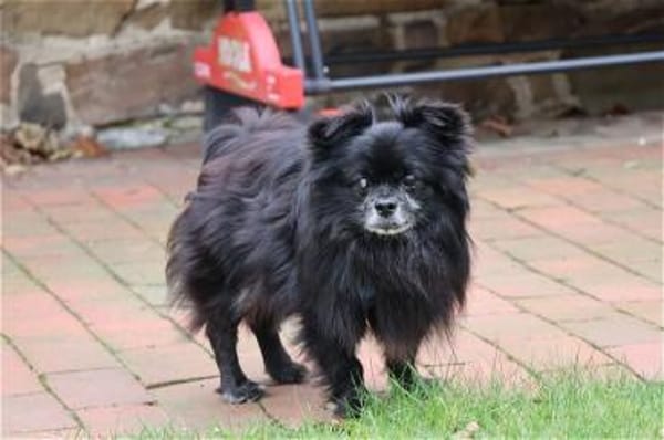 ***BIENE und NINJA!***