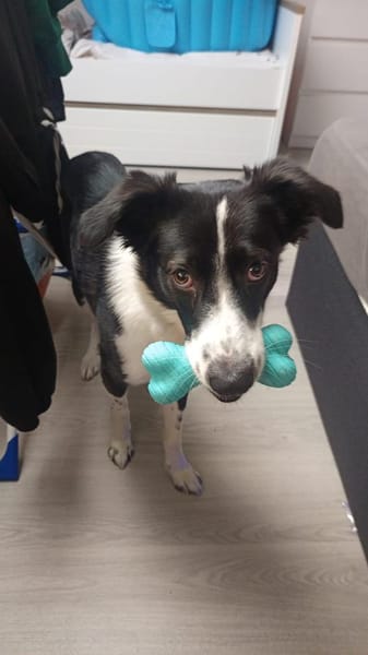 Odin sucht ein neues Zuhause