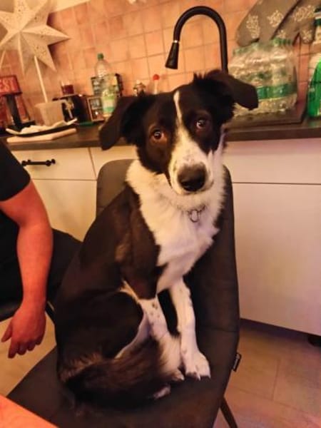 Odin sucht ein neues Zuhause