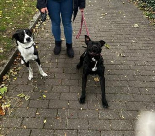 Odin sucht ein neues Zuhause