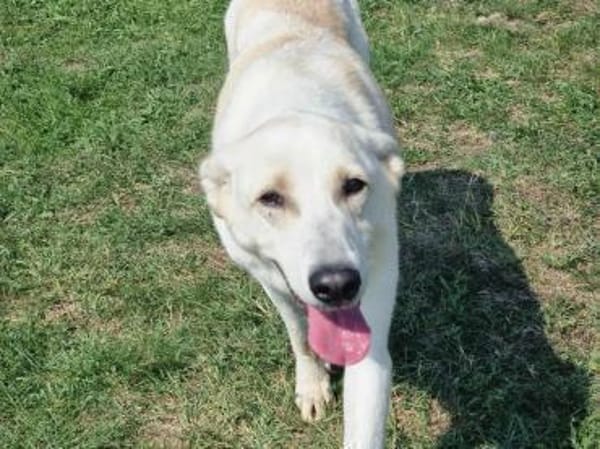 Mirko ab dem 22.03. in Deutschland