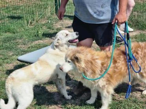 Mirko ab dem 22.03. in Deutschland